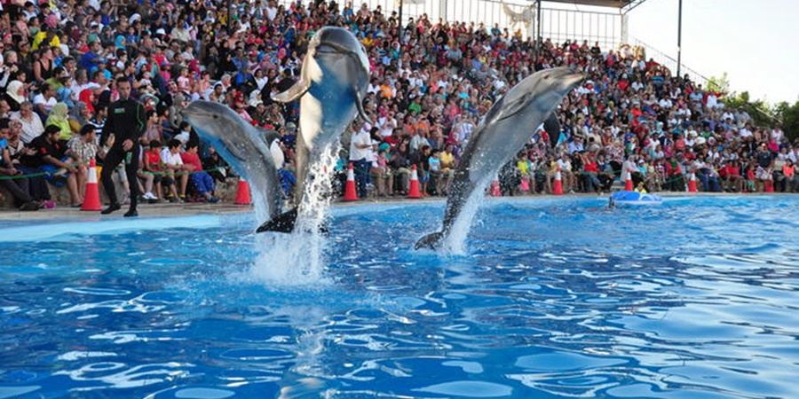 Шоу дельфинов в Сиде